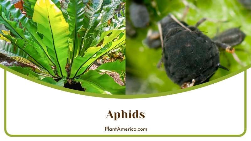 Controlling Aphids on Crispy Wave Ferns Plant America