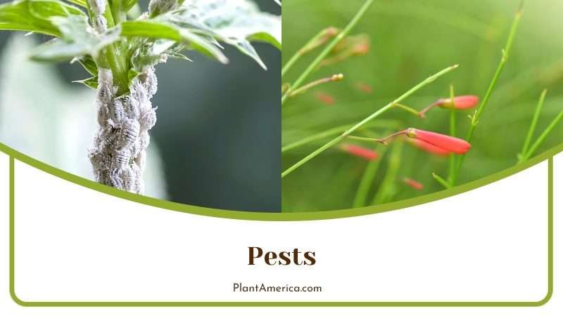 Controlling Pests Attacks on Firecracker Plant Plant America