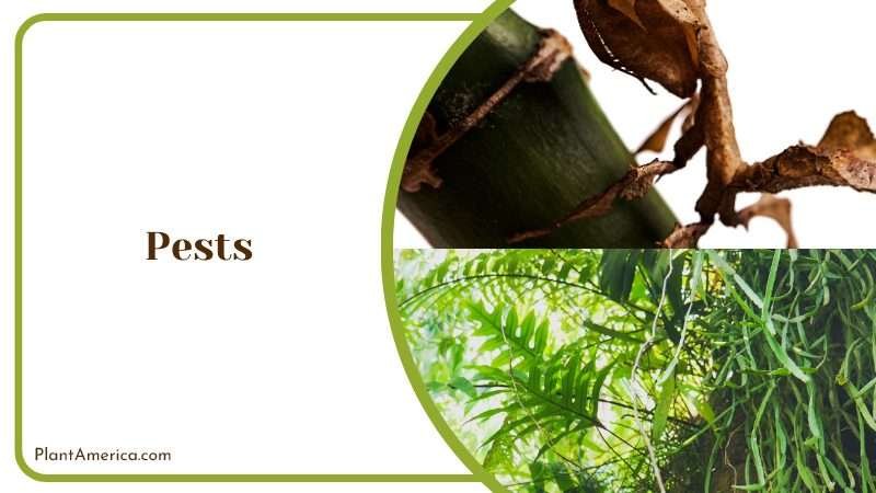 Controlling Pests on Rhipsalis Paradoxa Plant America