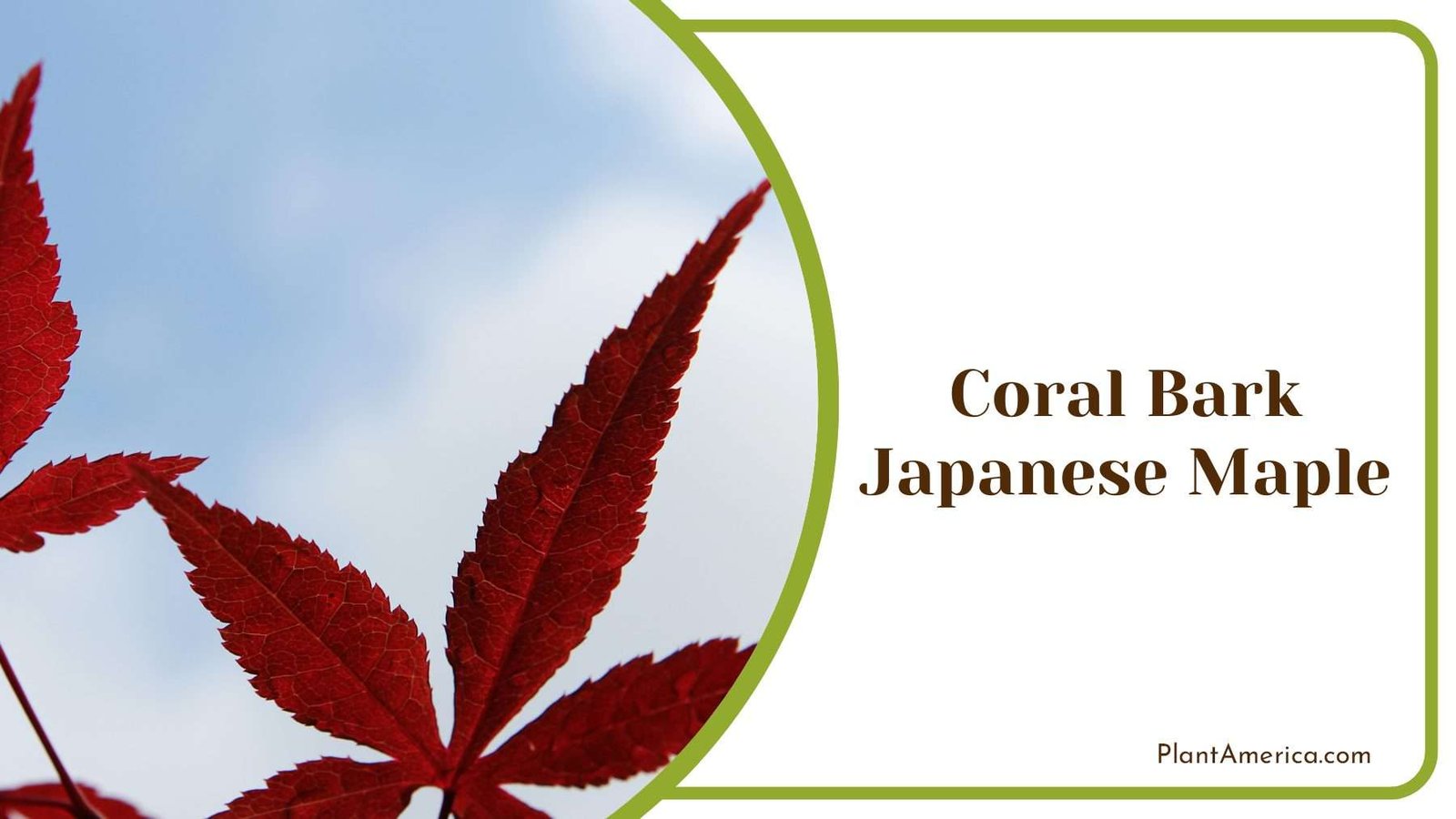 Coral Bark Japanese Maple Trees PlantAmerica