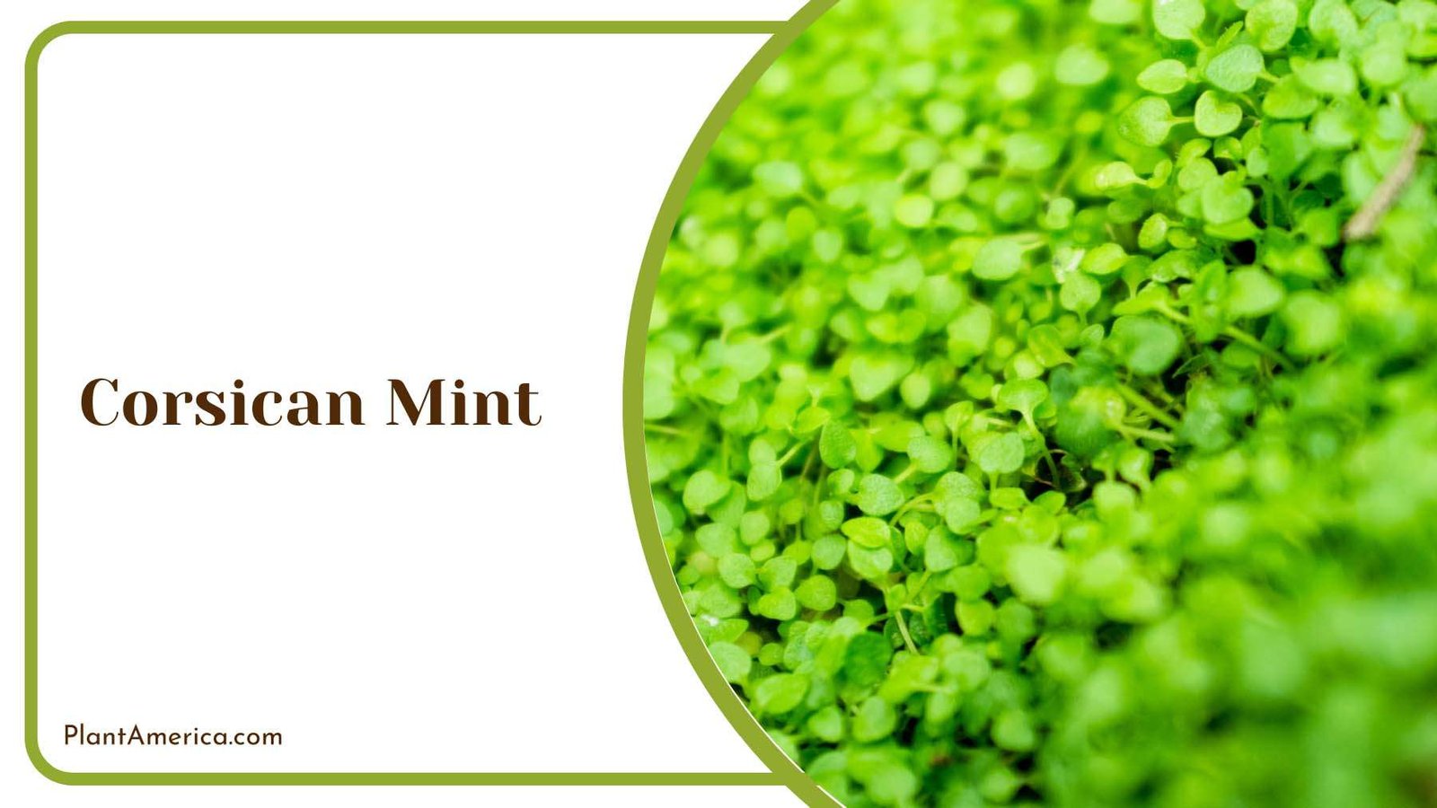 Corsican Mint Ground Covers Plant America