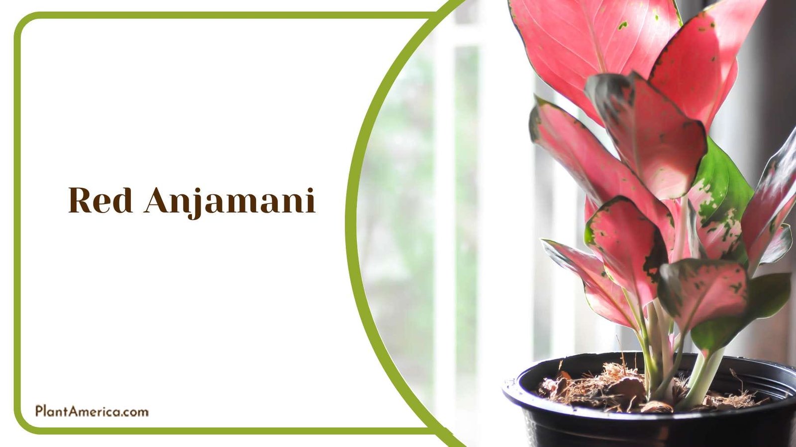 Creating Beautiful Displays With Red Anjamani PlantAmerica
