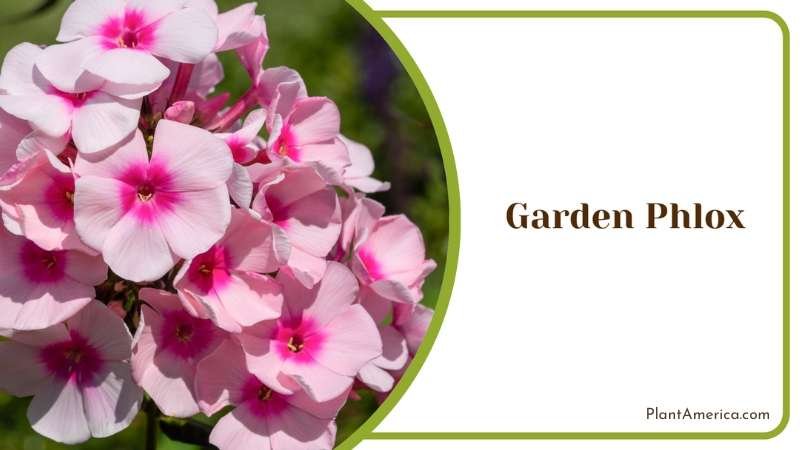 Creating Colorful Garden Beds With Phlox Plant America Creating Colorful Garden Beds With Phlox Plant America