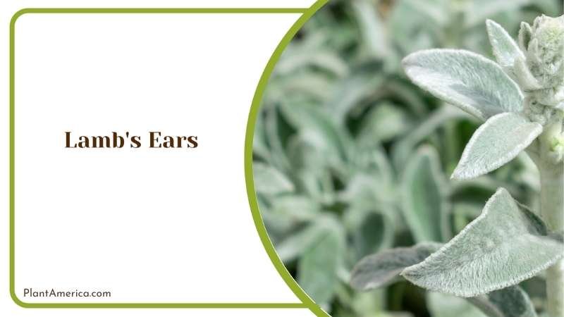 Creating Soft And Inviting Garden Displays With Stachys Plant America Creating Soft And Inviting Garden Displays With Stachys Plant America