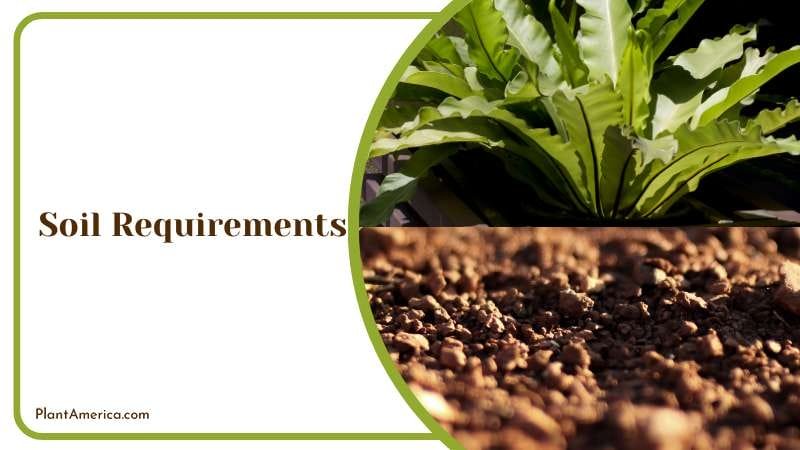 Creating the Perfect Soil Environment Plant America