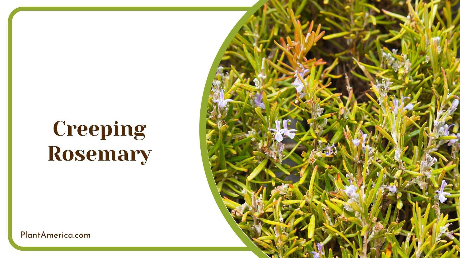 Creeping Rosemary Plant America