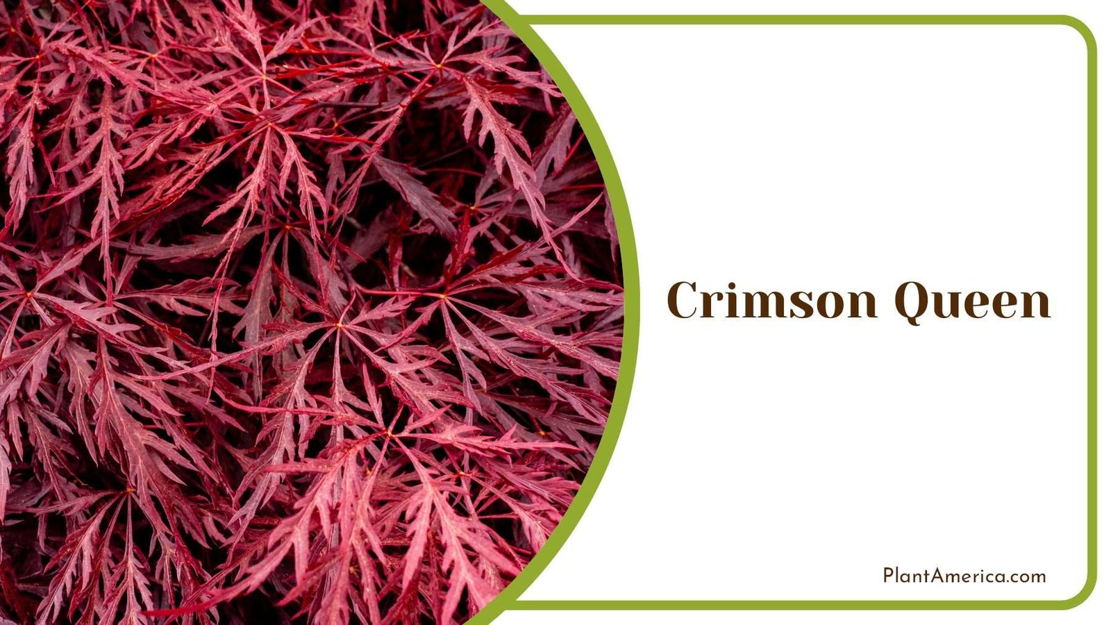 Crimson Queen Maple Trees PlantAmerica
