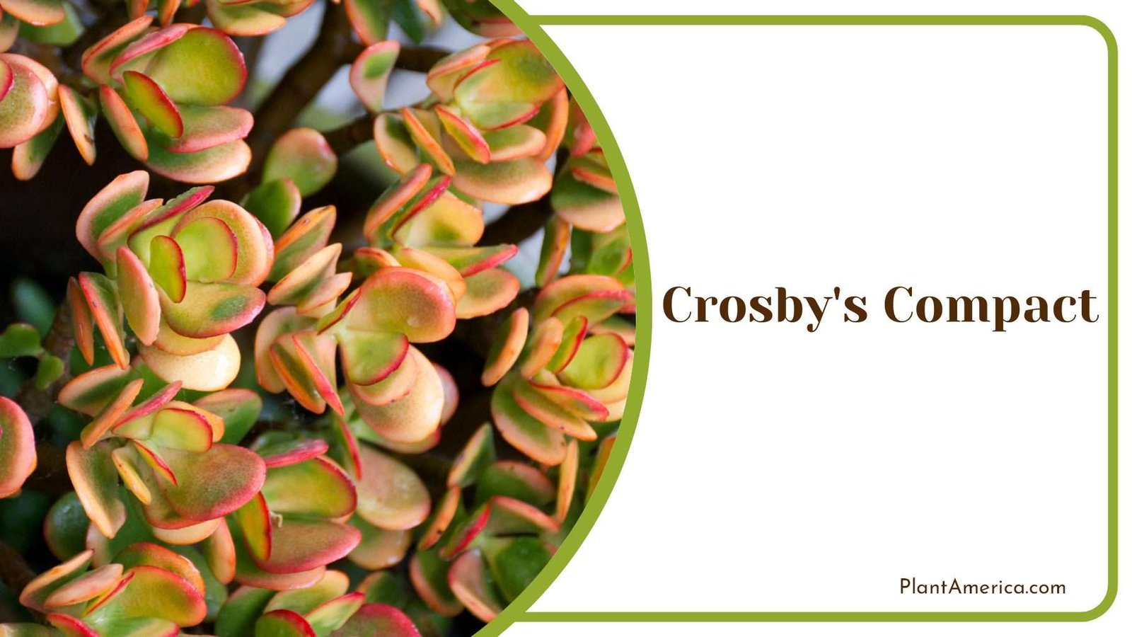 Crosby s Compact With Tiny Leaves Plant America