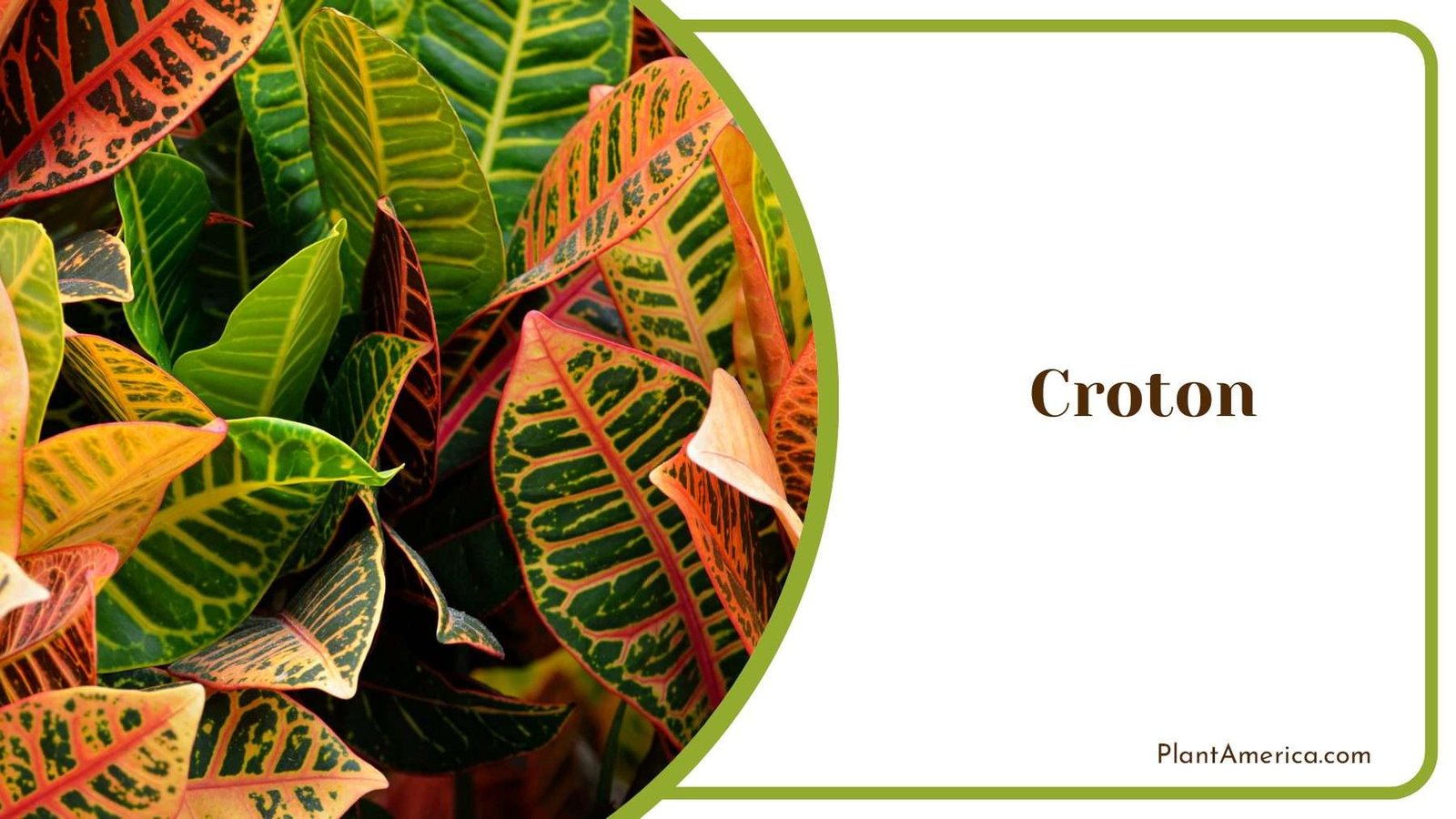 Croton Vibrant Foliage Plant America