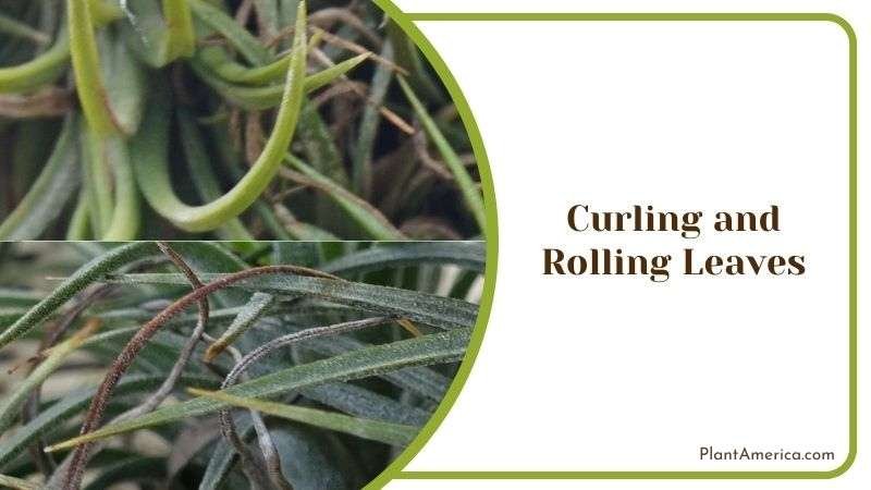 Curling and Rolling Leaves Plant America