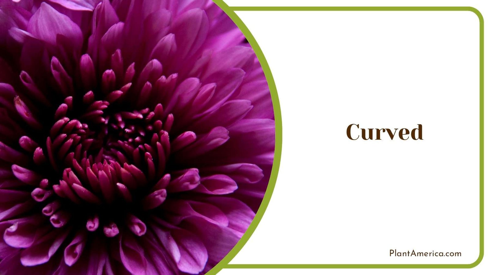 Curved Blooms Chrysanthemum PlantAmerica
