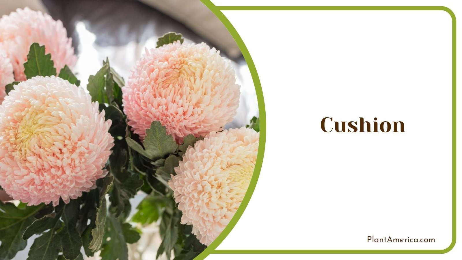 Cushion Chrysanthemum PlantAmerica