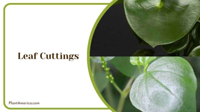 Cuttings Leaf of Peperomia Plants PlantAmerica