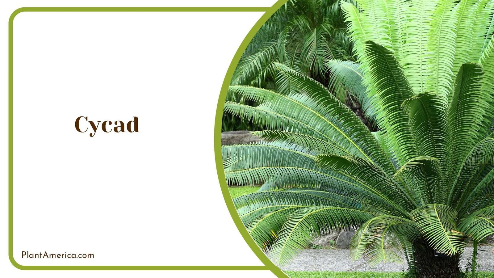 Cycad For Modern Gardens Plant America