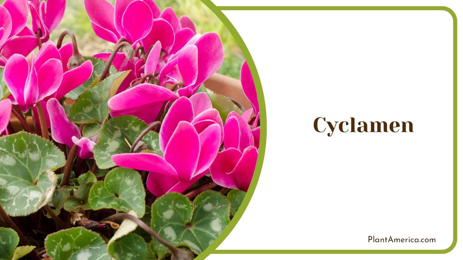 Cyclamen Thriving In Different Climates Plant America