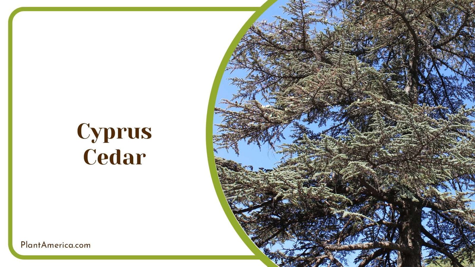 Cyprus Cedar Tree Featuring Dusty Gray Green Linear Scales PlantAmerica