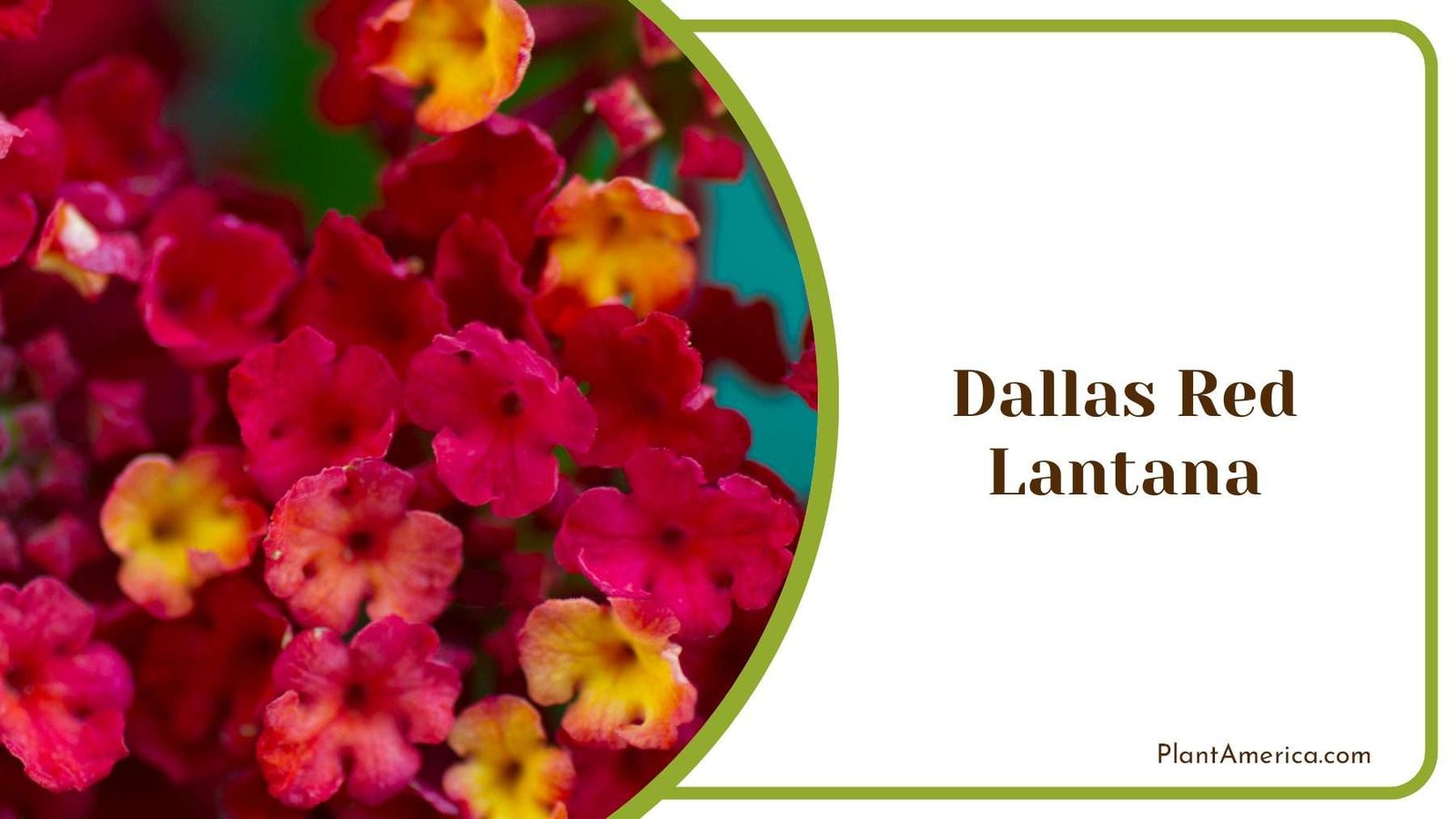 Dallas Red Lantana Plant America
