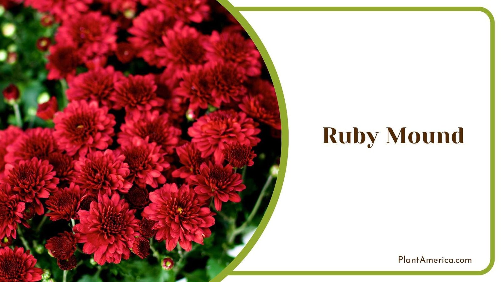 Dark Red Ruby Mound PlantAmerica