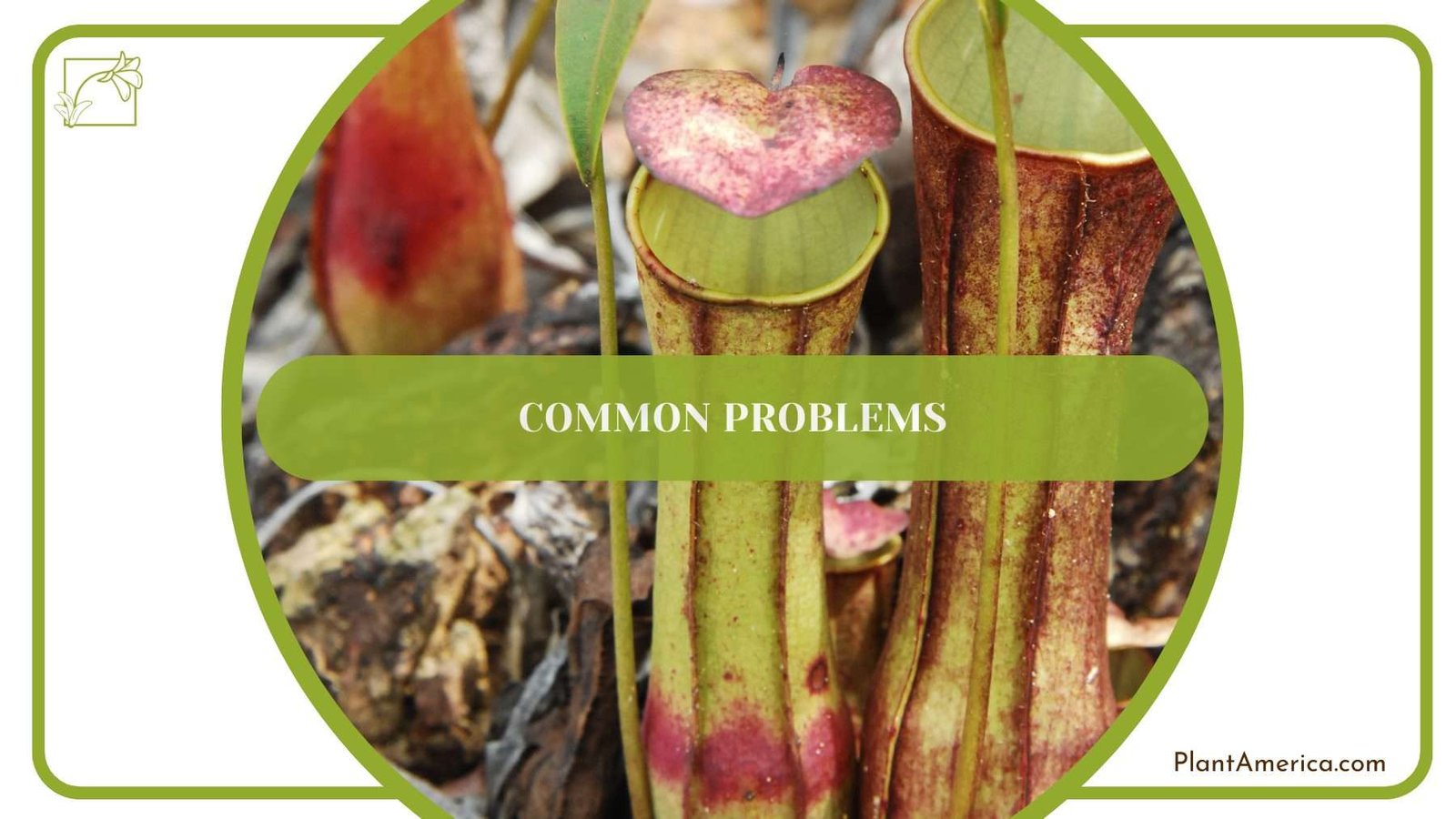 Dead Leaves of Ammania Gracilis PlantAmerica