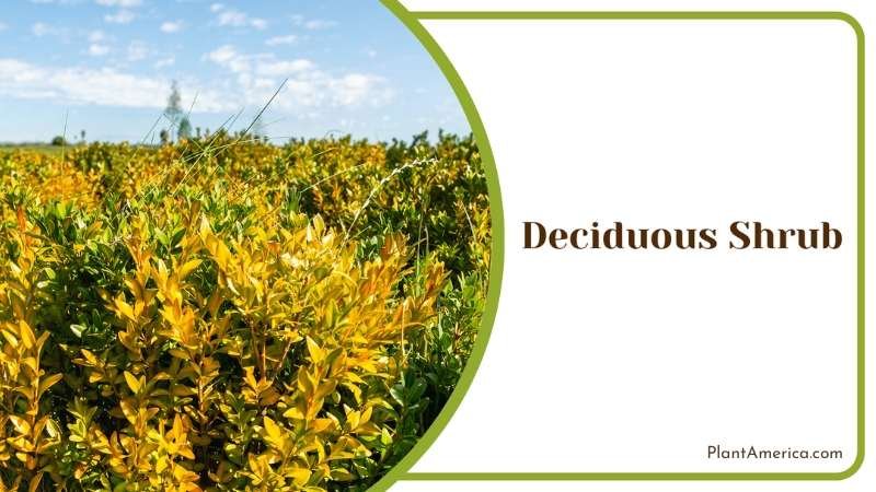 Deciduous Shrub Plant America