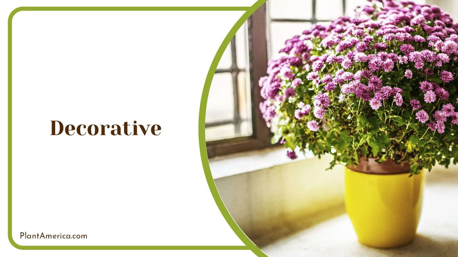 Decorative In Yellow Pot PlantAmerica