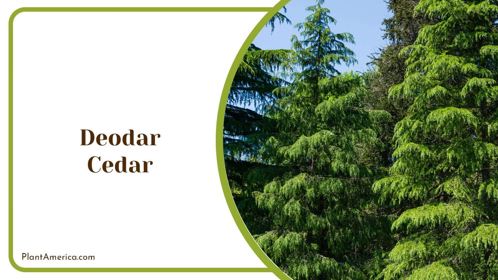 Deodar Cedar With Green Needles PlantAmerica