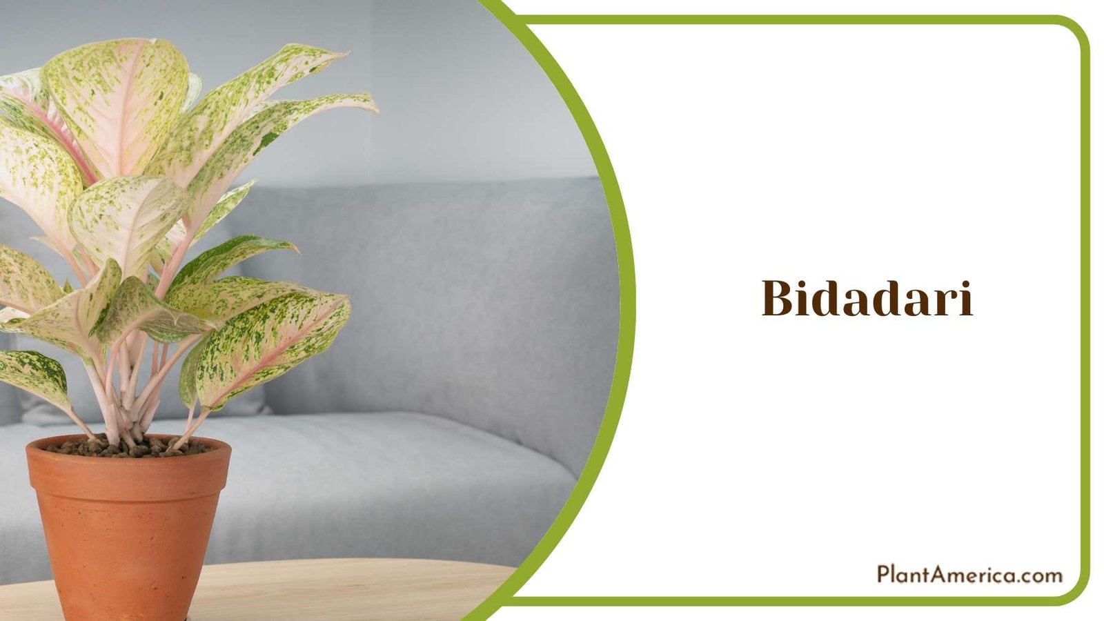 Discovering The Magic Of Bidadari PlantAmerica