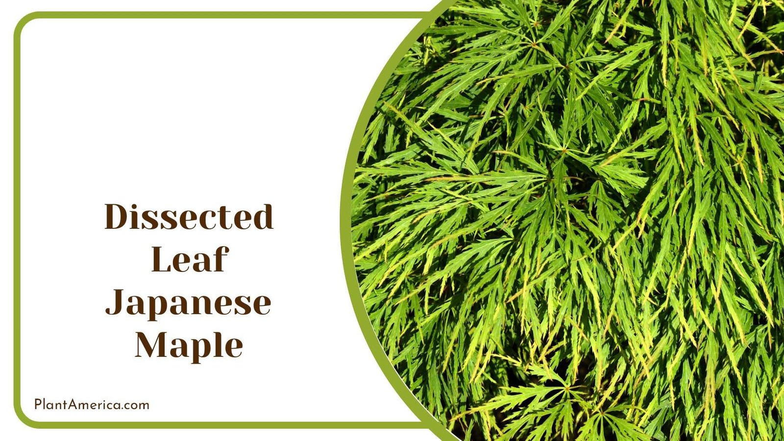 Dissected Leaf Japanese Maple Trees PlantAmerica