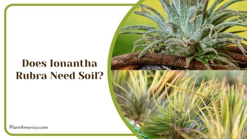 Does Ionantha Rubra Need Soil Plant America