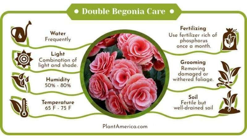 Double begonia care infographic ~ Plant America Double Begonia Care: A Rebloomer Guide for Shady Spots