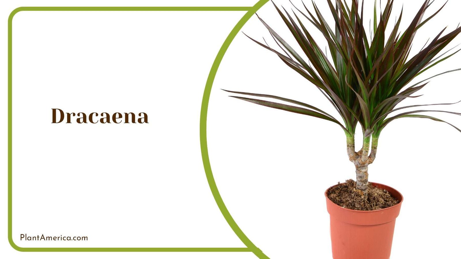 Dracaena Elegant For Stylish Spaces Plant America