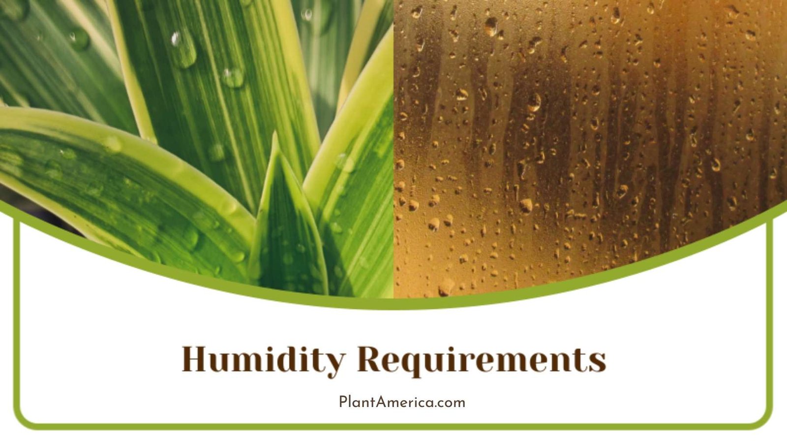 Dracaena Reflexa Humidity Plant America