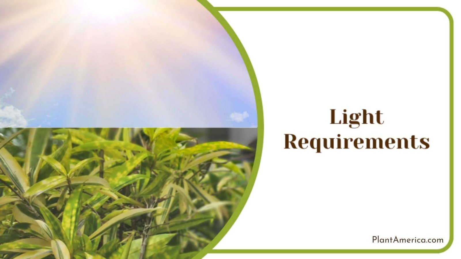 Dracaena Reflexa Light Requirements Plant America