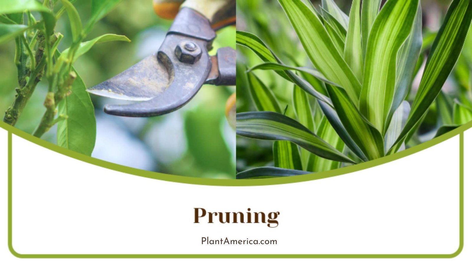 Dracaena Reflexa Pruning Plant America