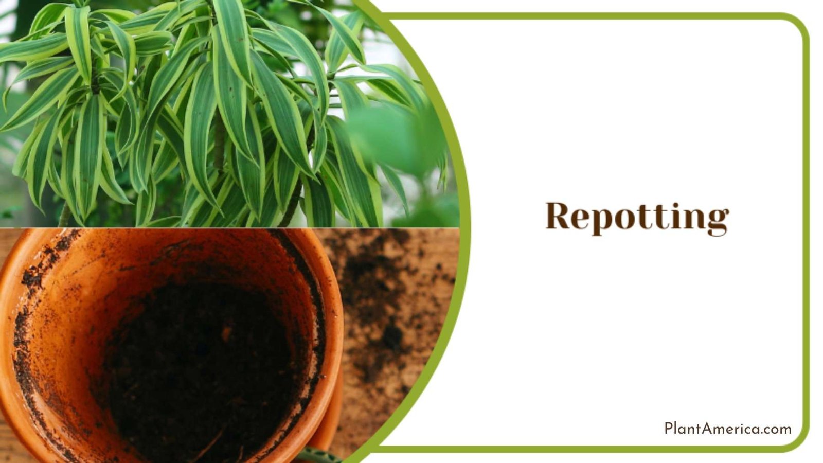 Dracaena Reflexa Repotting Plant America
