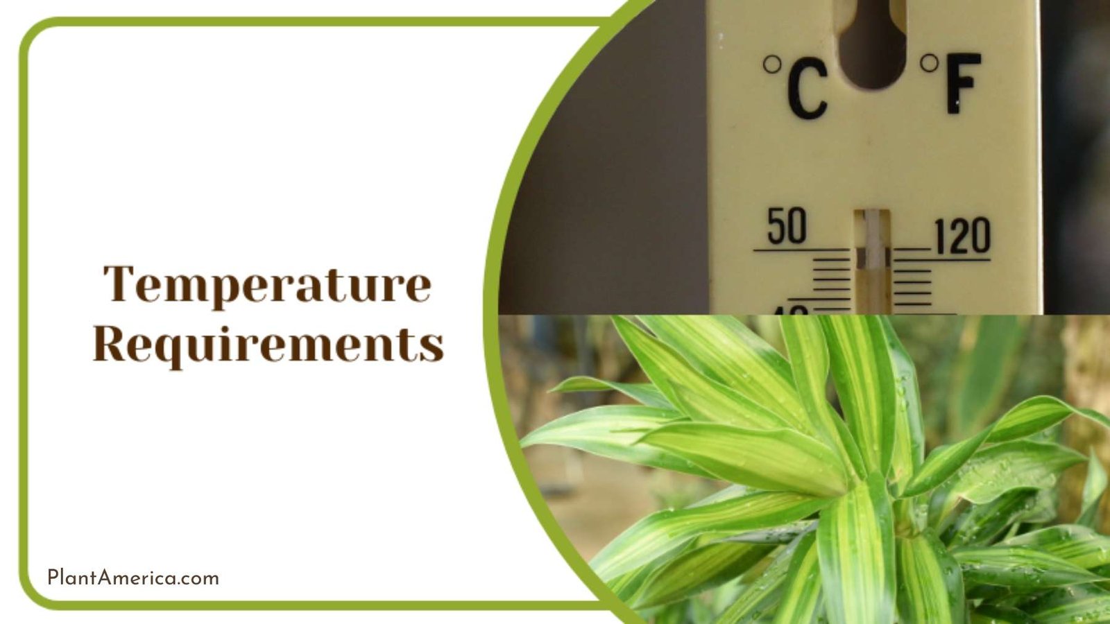 Dracaena Reflexa Temperature Plant America