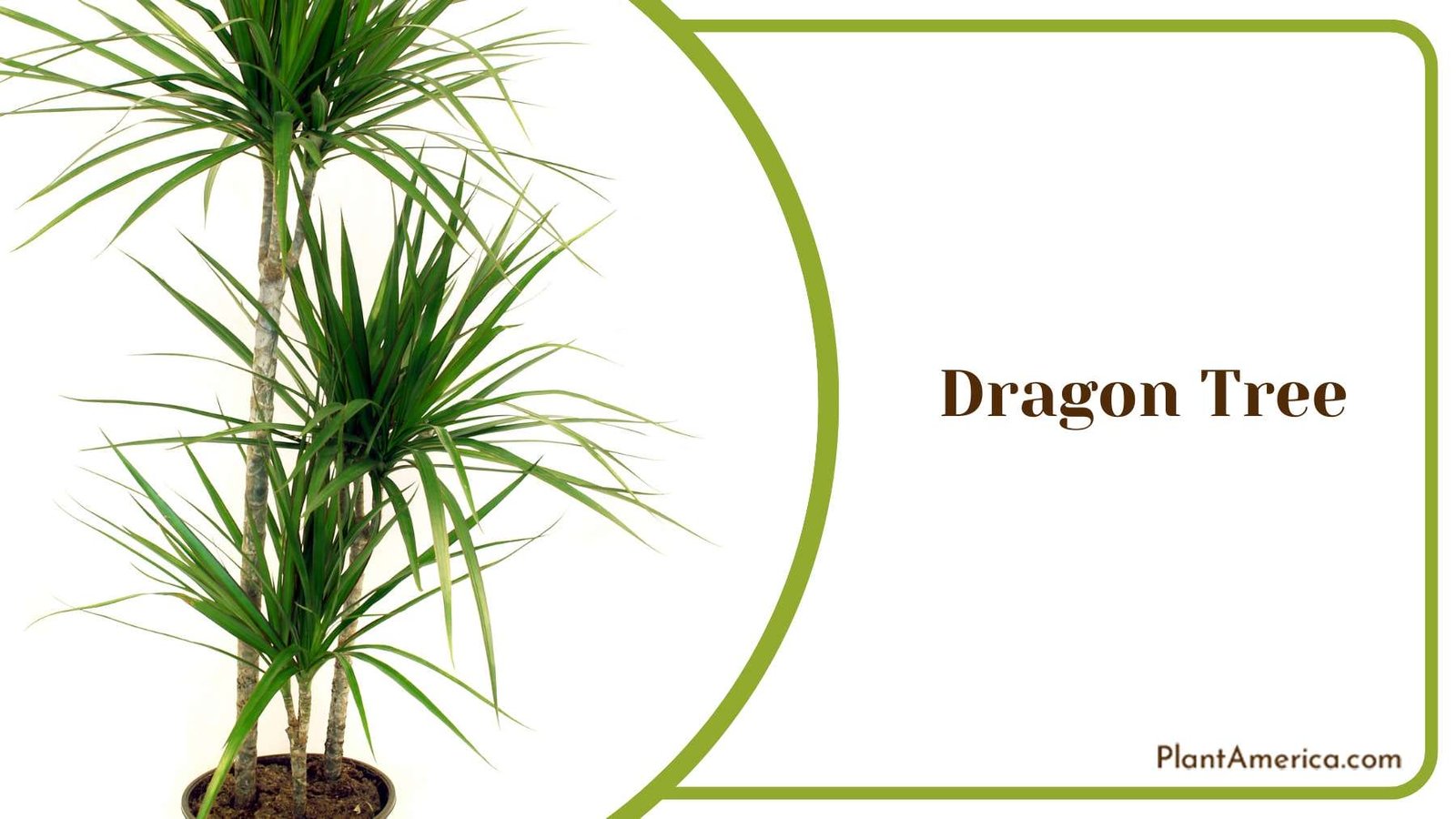 Dragon Tree Plant America