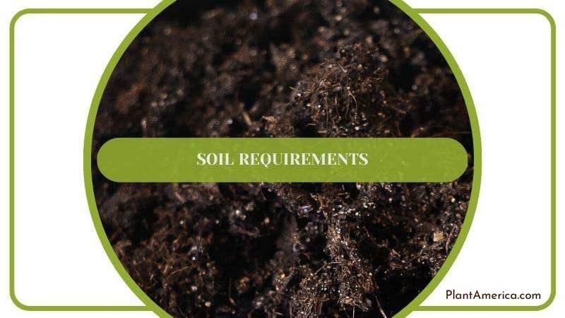 Draining Soil for Selaginella Kraussiana Plant America Draining Soil for Selaginella Kraussiana Plant America