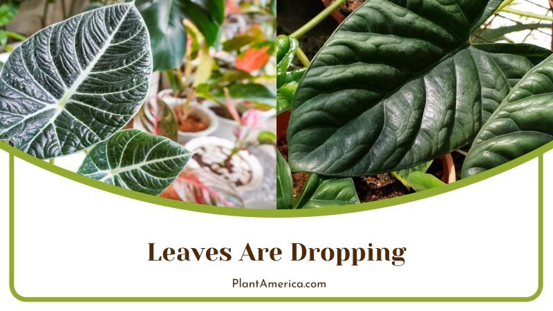 Dropping Leaves of Alocasia ~ PlantAmerica