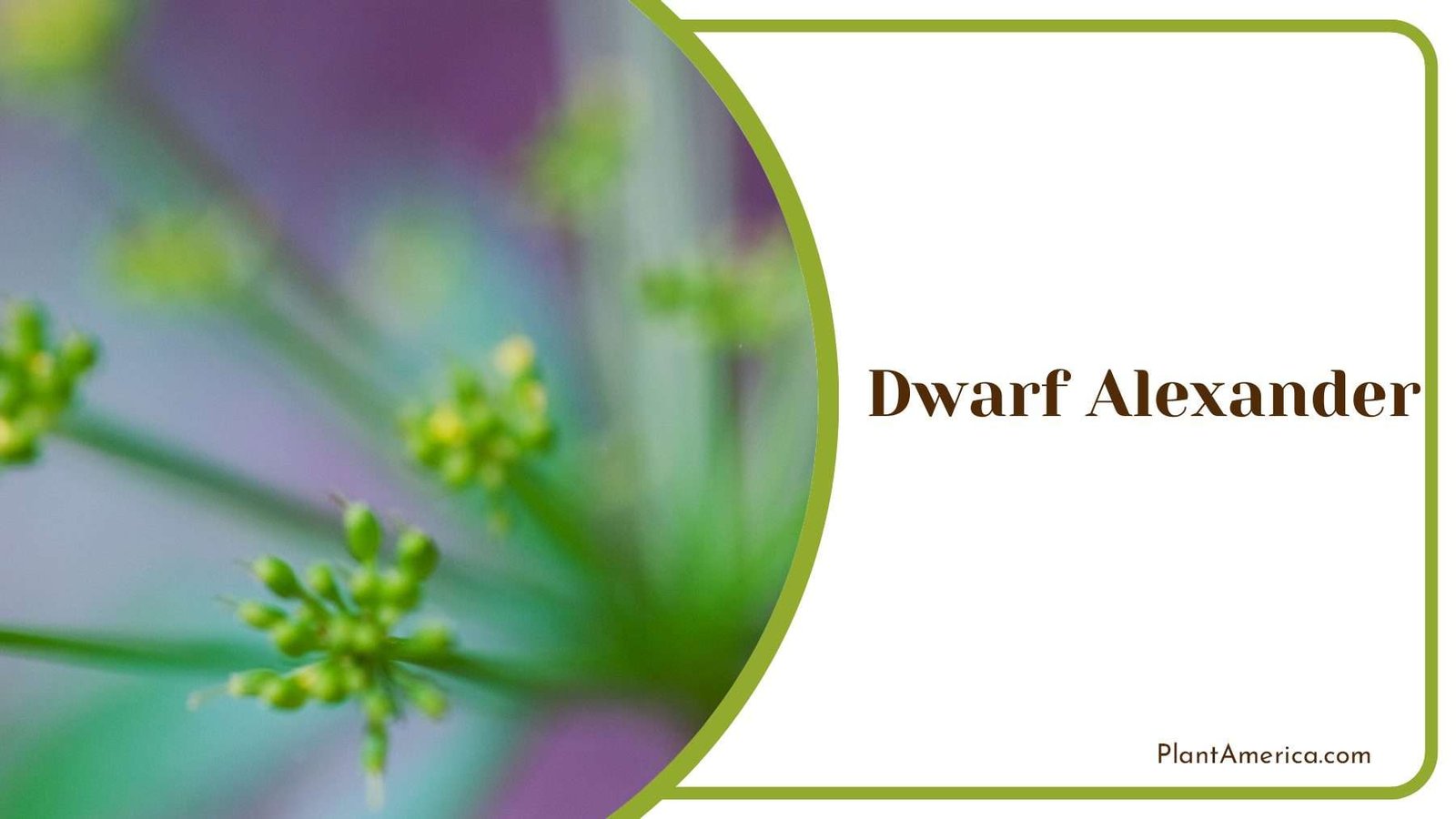 Dwarf Alexander Plant America