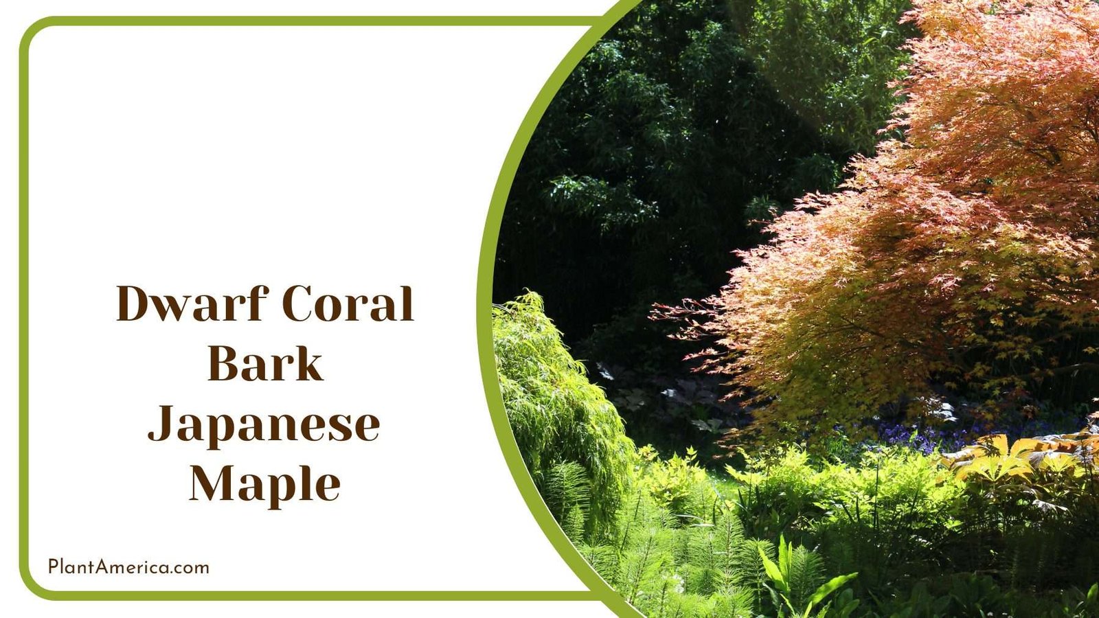Dwarf Coral Bark Japanese Maple Trees PlantAmerica