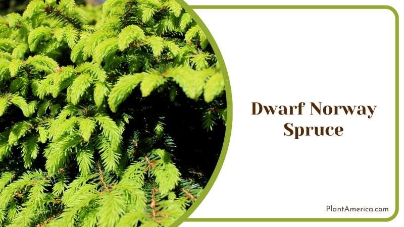Dwarf Norway Spruce Plant America