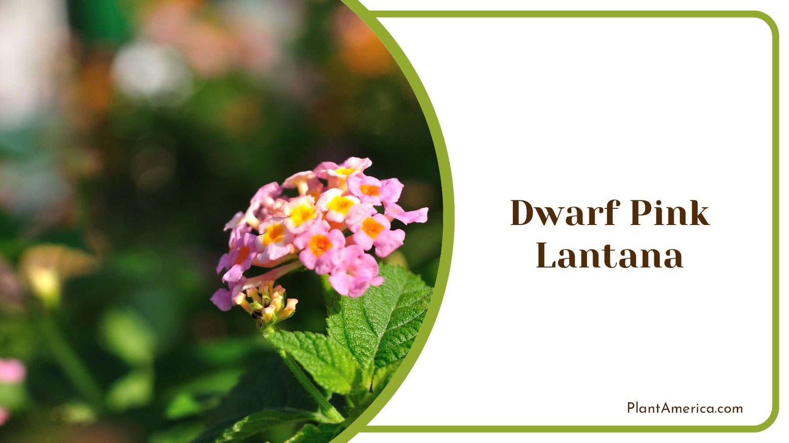 Dwarf Pink Lantana Flower Plant America