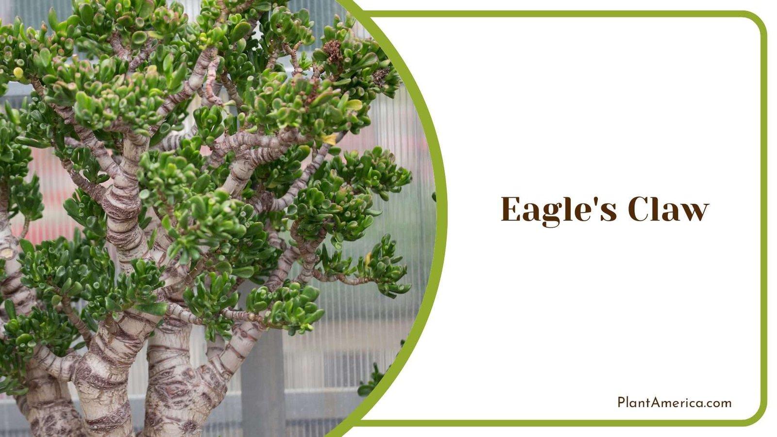 Eagle s Claw Plant Plant America