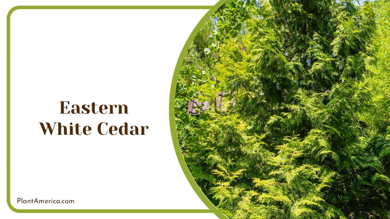 Eastern White Cedar For Landscaping PlantAmerica