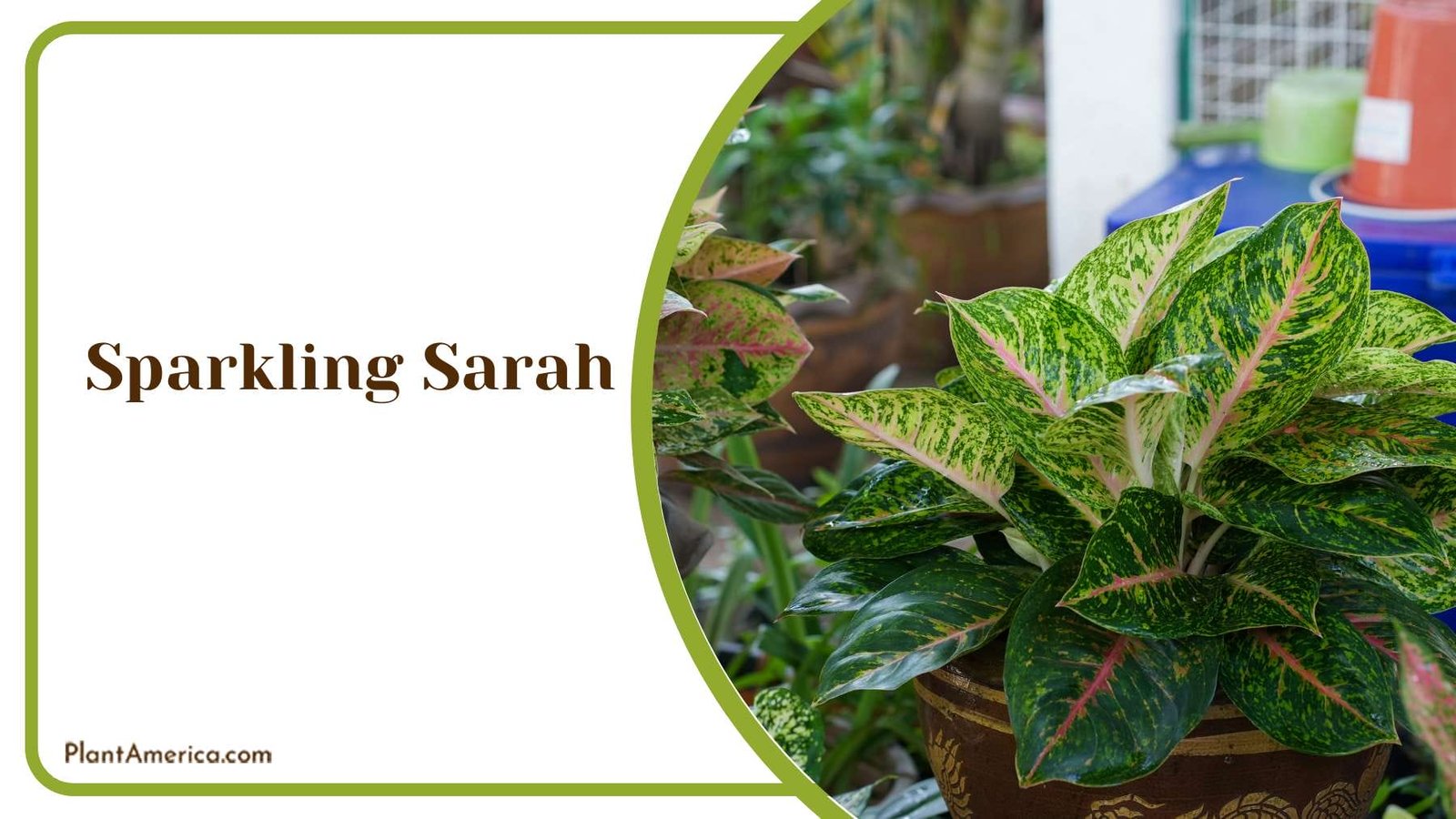 Elegance And Style With Sparkling Sarah PlantAmerica