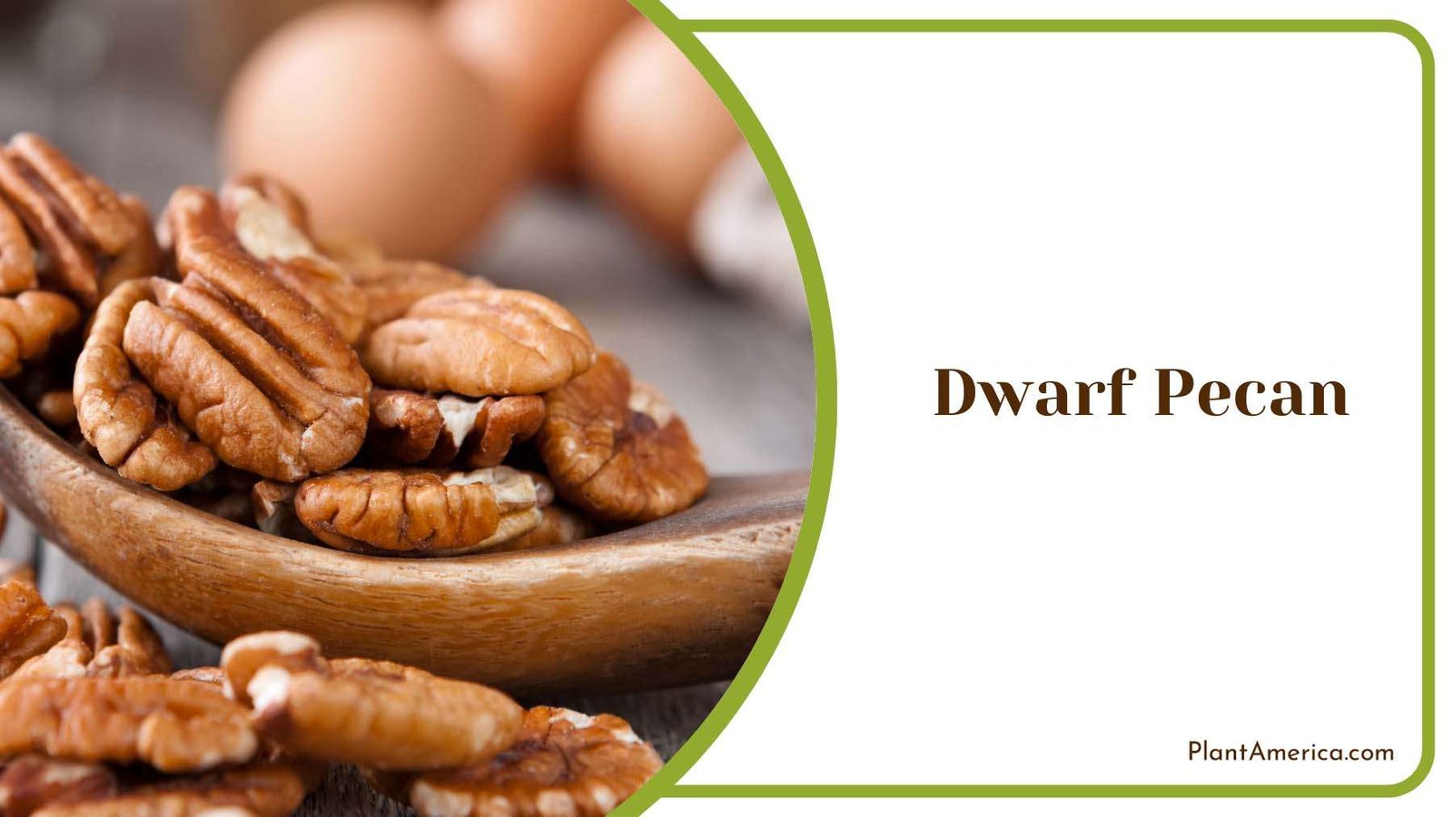 Elegance In Growing Dwarf Pecan Trees Plant America