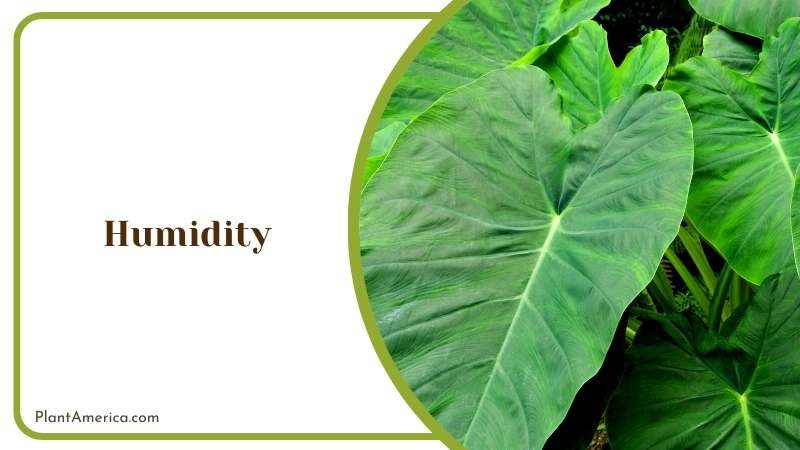 Elegant Philodendron Pastazanum Plant America