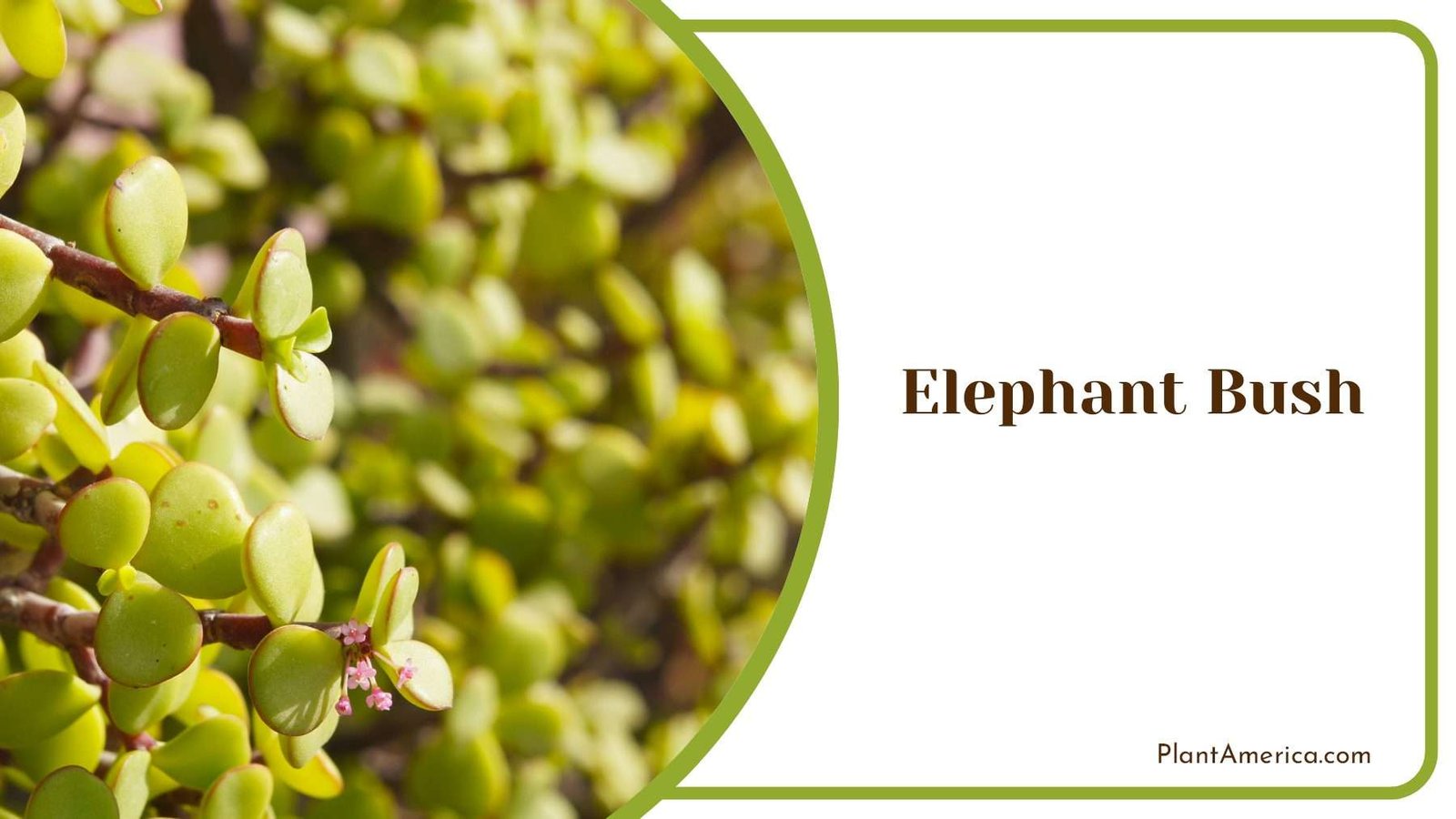 Elephant Bush Tiny Leaves Plant America