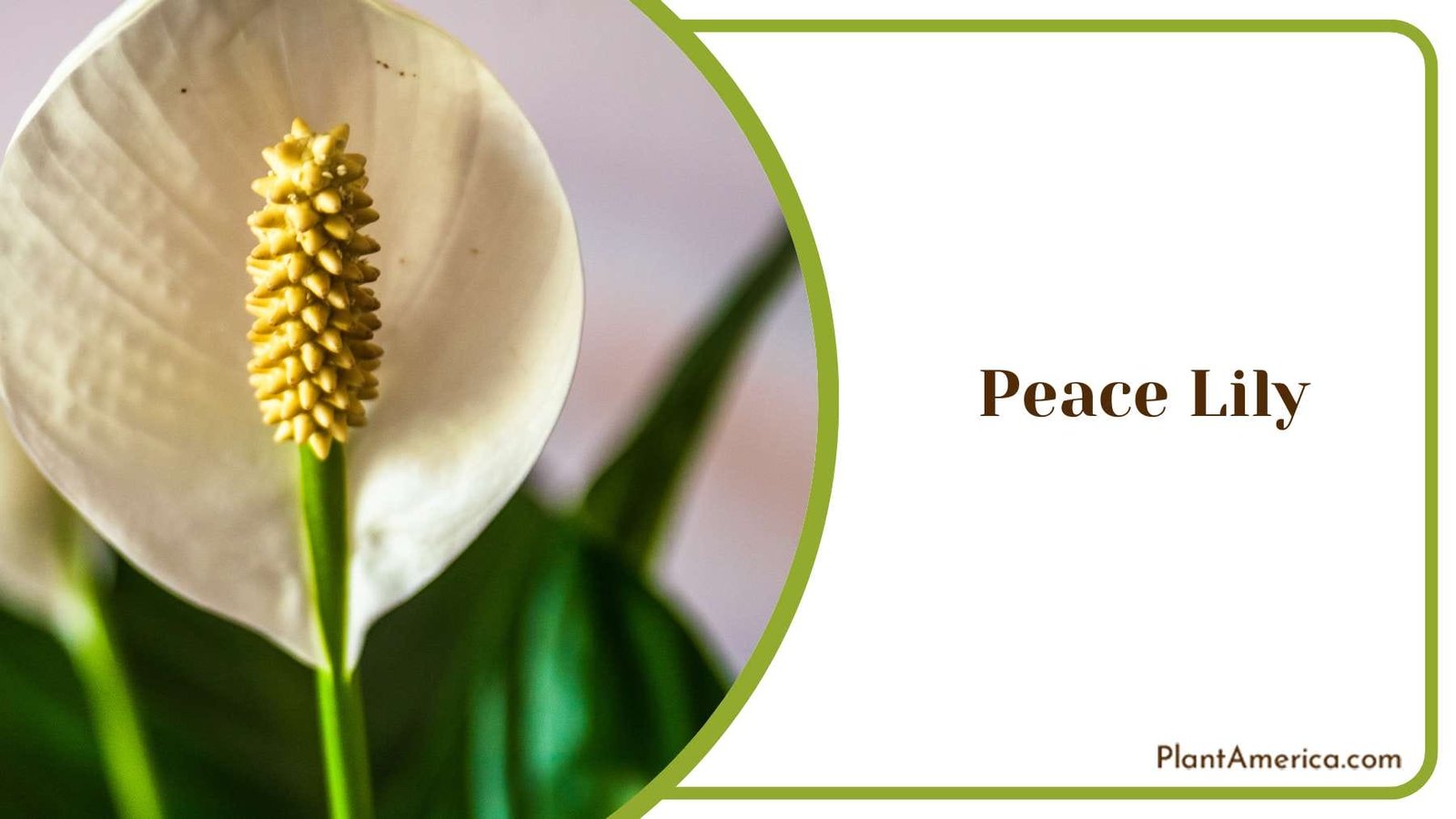 Elevate Your Home With Peace Lily Plant America